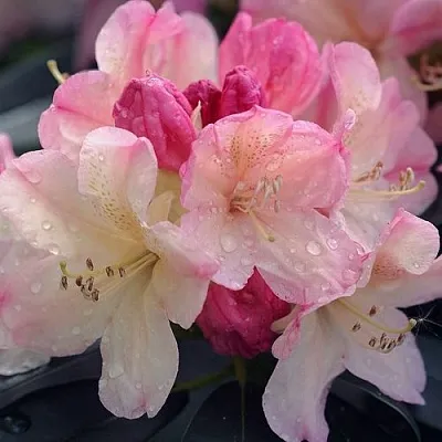 Рододендрон ПЕРСИ ВАЙСМАН в Саранске