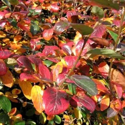 Кизильник блестящий в Саранске