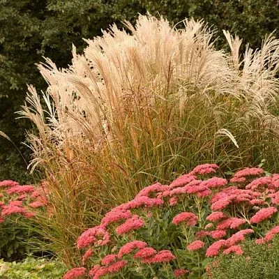 Злаки в Саранске