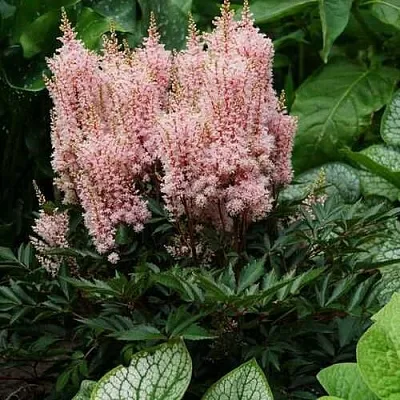 Астильба ЛУК ЭТ МИ японская  Астильба ЛУК ЭТ МИ японская в Саранске