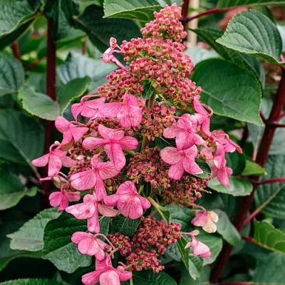 Гортензия ИНФИНИТИ метельчатая в Саранске