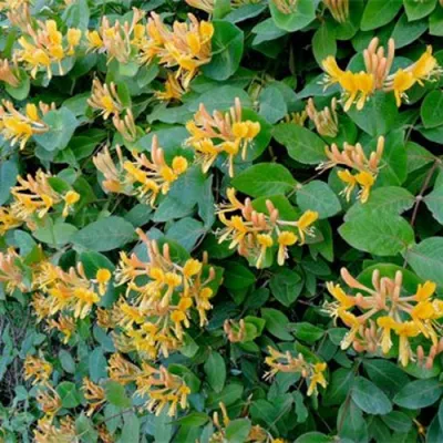 Жимолость ТЕЛЬМАНА в Саранске