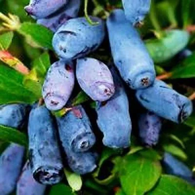 Жимолость съедобная ВОЛХОВА  Жимолость съедобная ВОЛХОВА в Саранске