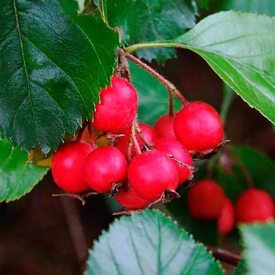 Боярышник ЛЮДМИЛ  Боярышник ЛЮДМИЛ в Саранске