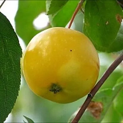 Яблоня КИТАЙКА ЖЁЛТАЯ колонновидная  Яблоня КИТАЙКА ЖЁЛТАЯ колонновидная в Саранске