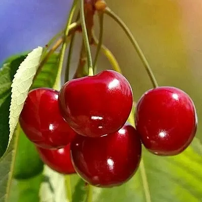 Черешня ТЕРЕМОШКА  Черешня ТЕРЕМОШКА в Саранске