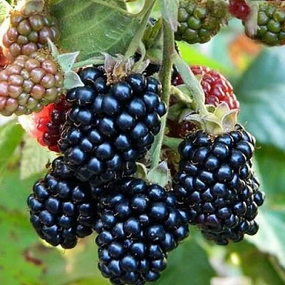 Ежевика ОУАЧИТА бесшипная  Ежевика ОУАЧИТА бесшипная в Саранске