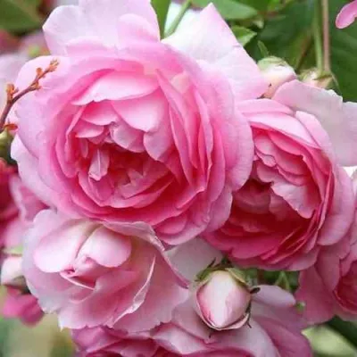 Саженцы роз ЖАСМИНА плетистая в Саранске