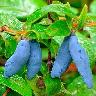 Жимолость съедобная МОРЕНА  Жимолость съедобная МОРЕНА в Саранске