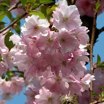 Вишня АККОЛЕЙД цветущая в Саранске