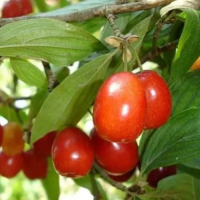 Кизил КОРАЛЛОВЫЙ МАРКА  Кизил КОРАЛЛОВЫЙ МАРКА в Саранске