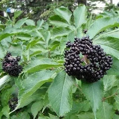 Бузина черная КЛАДЗЕЗЬ  Бузина черная КЛАДЗЕЗЬ в Саранске