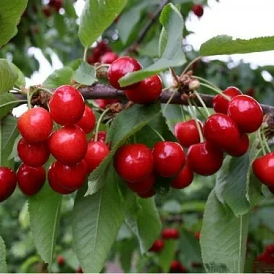 Черешня ДОНЕЦКАЯ КРАСАВИЦА  Черешня ДОНЕЦКАЯ КРАСАВИЦА в Саранске