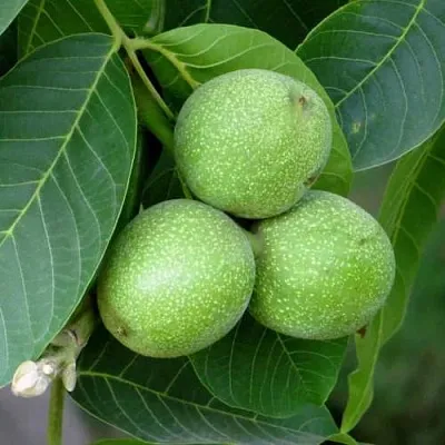 Грецкий орех ЮРИЙ ГАГАРИН  Грецкий орех ЮРИЙ ГАГАРИН в Саранске