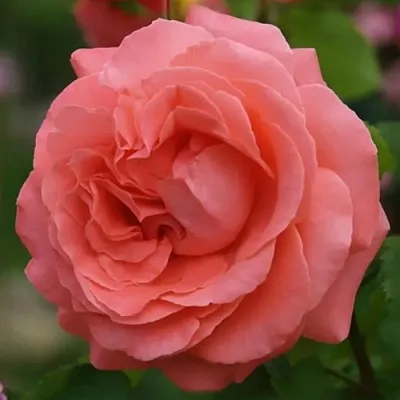 Саженцы роз ДИДИ БРИДЖУОТЕР плетистая  Саженцы роз ДИДИ БРИДЖУОТЕР плетистая в Саранске