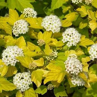 Пузыреплодник ДАРТС ГОЛД в Саранске