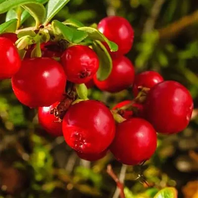 Брусника в Саранске