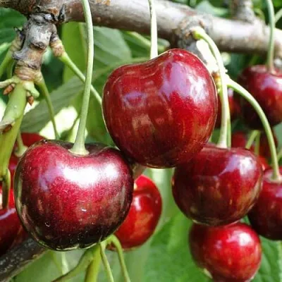 Черешня САШЕНЬКА  Черешня САШЕНЬКА в Саранске