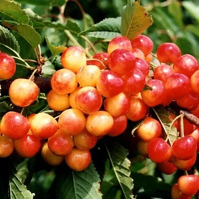 Черешня БЮТТНЕРА КРАСНАЯ  Черешня БЮТТНЕРА КРАСНАЯ в Саранске