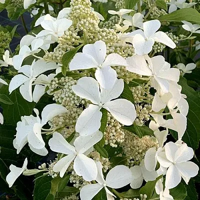 Гортензия ЛЕВАНА метельчатая в Саранске