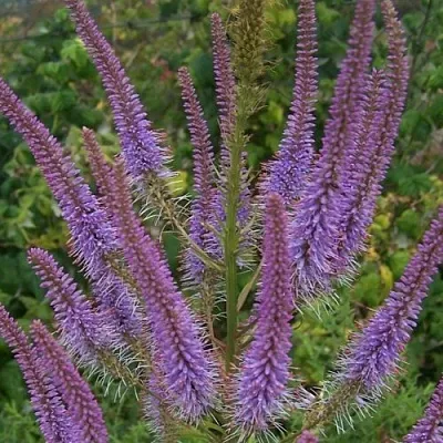 Вероникаструм ФАСЦИНЕЙШН  Вероникаструм ФАСЦИНЕЙШН в Саранске