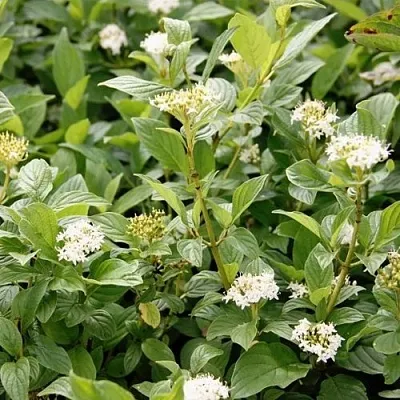 Дерен ФЛАВИРАМЕА отпрысковый  в Саранске