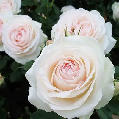 Саженцы роз ПАЛЕ РОЯЛЬ плетистая  Саженцы роз ПАЛЕ РОЯЛЬ плетистая в Саранске