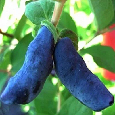 Жимолость съедобная БАКЧАРСКИЙ ВЕЛИКАН  Жимолость съедобная БАКЧАРСКИЙ ВЕЛИКАН в Саранске