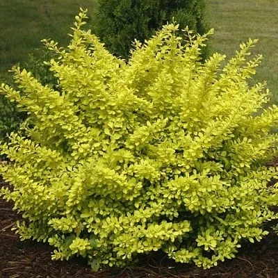 Барбарис АУРЕА тунберга  Барбарис АУРЕА тунберга в Саранске