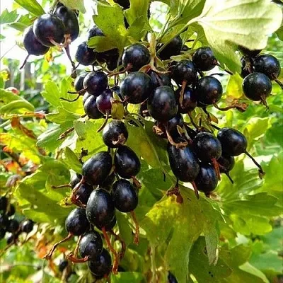 Смородина золотистая ОВАЛЬНАЯ  Смородина золотистая ОВАЛЬНАЯ в Саранске