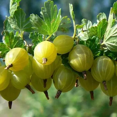 Крыжовник ХИННОНМАЙНЕН КЕЛЬТАЙНЕН в Саранске