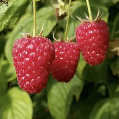 Малина МАПЕМА   Малина МАПЕМА  в Саранске