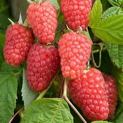 Малина КАСКАД ДЕЛАЙТ  Малина КАСКАД ДЕЛАЙТ в Саранске