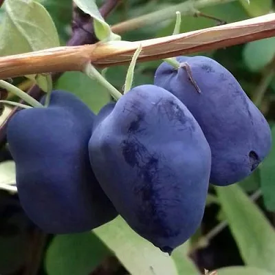 Жимолость съедобная БОРЕАЛ БЬЮТИ (СЕВЕРНАЯ КРАСАВИЦА)  Жимолость съедобная БОРЕАЛ БЬЮТИ (СЕВЕРНАЯ КРАСАВИЦА) в Саранске