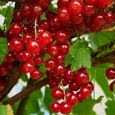 Смородина красная НАТАЛИ  Смородина красная НАТАЛИ в Саранске