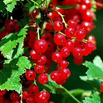 Смородина красная НЕНАГЛЯДНАЯ  Смородина красная НЕНАГЛЯДНАЯ в Саранске