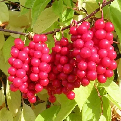 Лимонник ПЕРВЕНЕЦ китайский  Лимонник ПЕРВЕНЕЦ китайский в Саранске