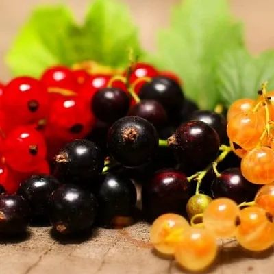 Комплект саженцев в Саранске