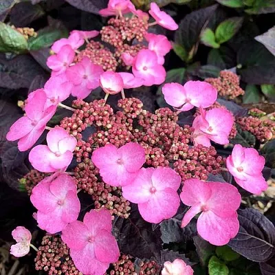 Гортензия ДАРЕДЕВИЛ пильчатая в Саранске