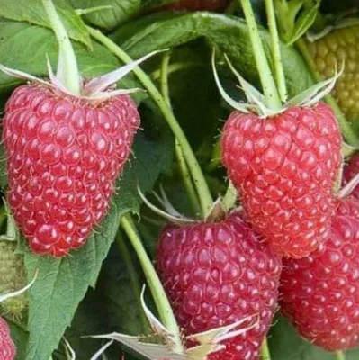 Малина ЕВРАЗИЯ в Саранске