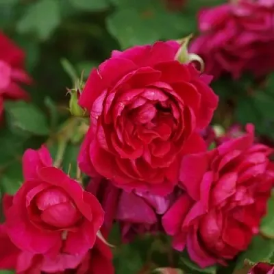 Саженцы роз КВАДРА плетистая  Саженцы роз КВАДРА плетистая в Саранске