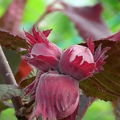 Фундук КАРДИНАЛ  Фундук КАРДИНАЛ в Саранске