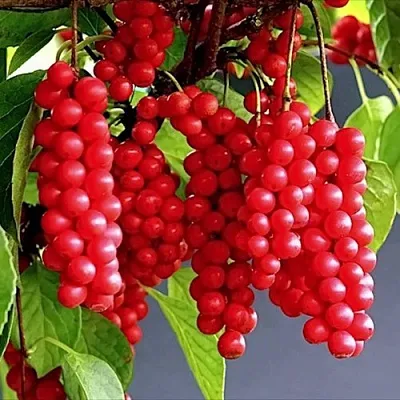 Лимонник САДОВЫЙ 1 китайский   Лимонник САДОВЫЙ 1 китайский  в Саранске