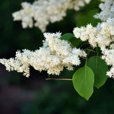Сирень АМУРСКАЯ в Саранске