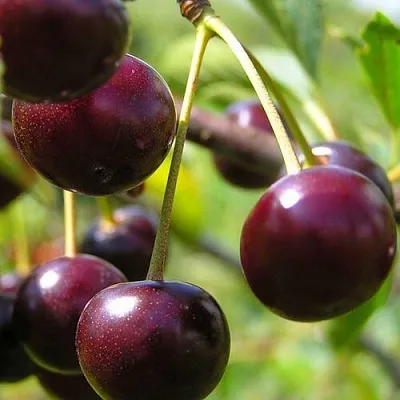 Вишня ЛИВЕНСКАЯ в Саранске