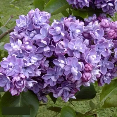 Сирень АМИ ШОТТ в Саранске