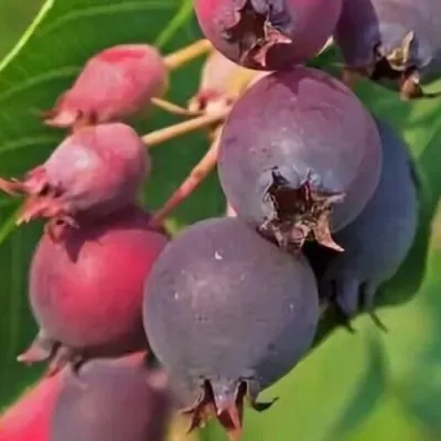 Ирга MANDAN — описание сорта Ирга MANDAN в Саранске