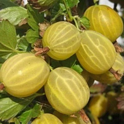 Крыжовник КУРШУ ДЗИНТАРС в Саранске