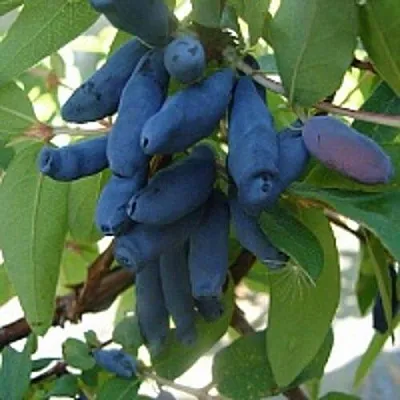 Жимолость съедобная ГОРДОСТЬ БАКЧАРА  Жимолость съедобная ГОРДОСТЬ БАКЧАРА в Саранске