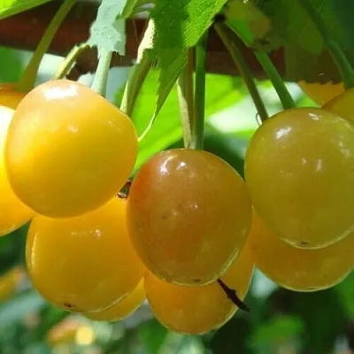 Черешня ЯНТАРНАЯ  Черешня ЯНТАРНАЯ в Саранске